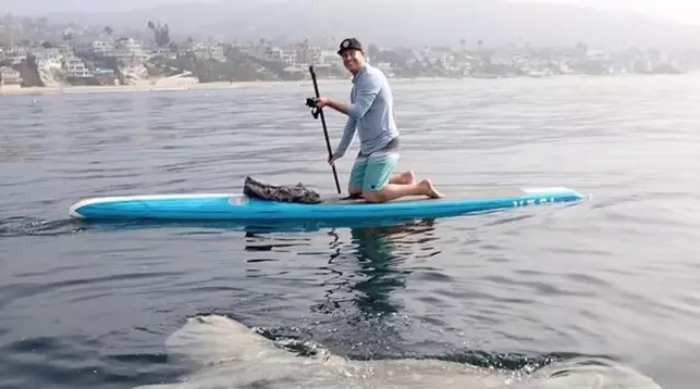 Durante stand up atleta é surpreendido por peixe-lua gigante; veja fotos