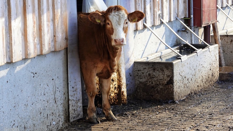 Bezerro com duas cabeças nasce vivo em caso super raro; veja vídeo