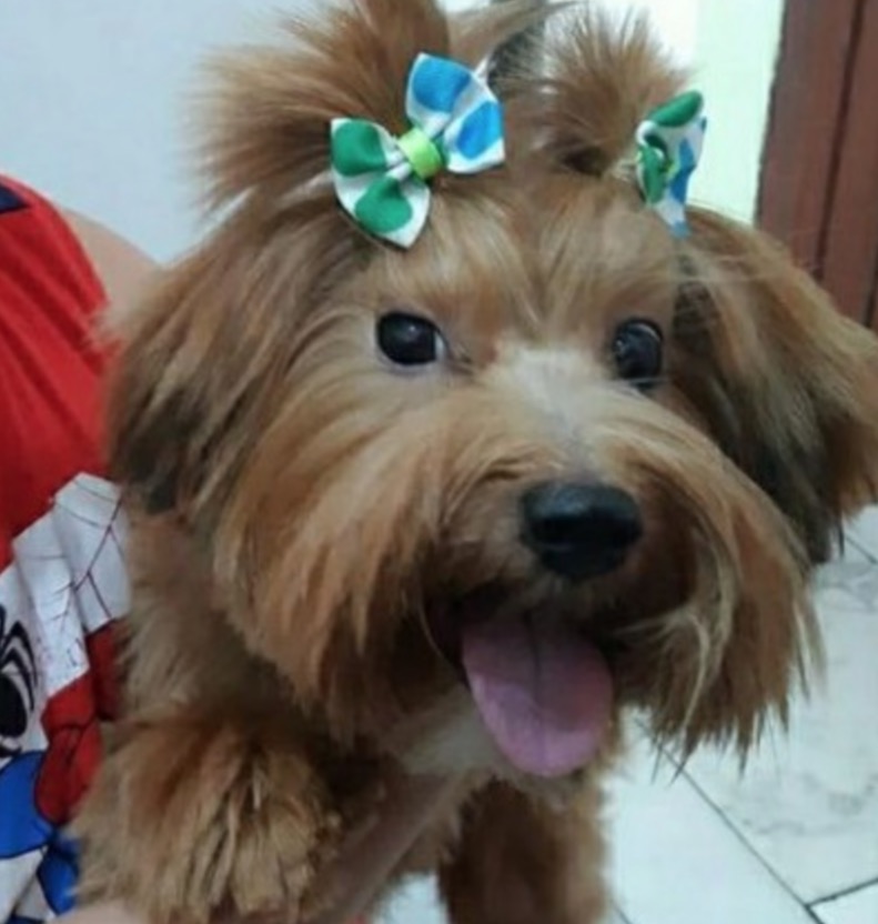  Família oferece recompensa para encontrar yorkshire perdido em Manaus