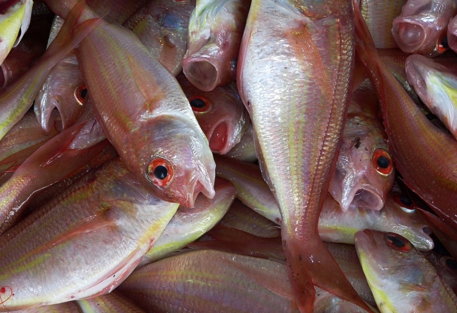 Fenômeno bizarro faz 'chover' peixes nos Estados Unidos