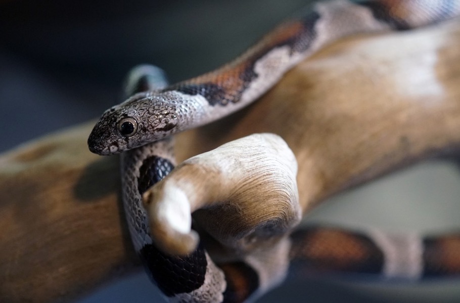 Homem grava cobra comendo a si mesma; vídeo impressionante