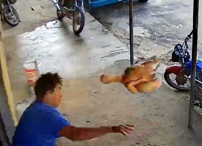 Homem atira frango contra assaltante para evitar fuga; Vídeo 