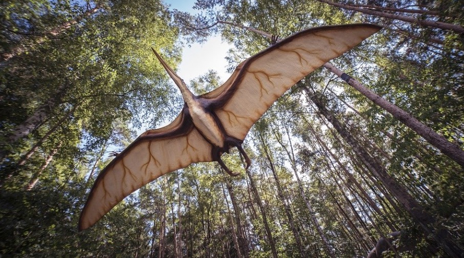 Museu de Ciências da Terra apresenta fóssil de pterossauro repatriado