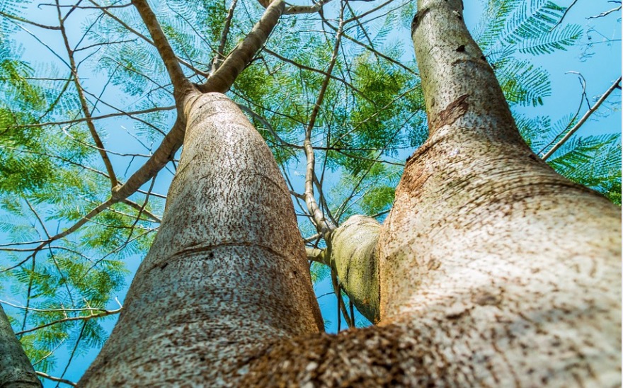 Criança morre após cair de árvore no Amazonas 