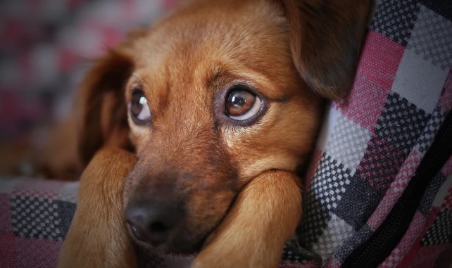 Homem é preso após cortar rabos de cachorros filhotes com faca 
