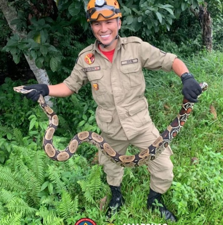 Vídeo: Jiboia é flagrada em chácara de Manaus