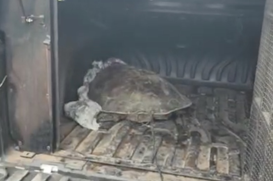 Após roubo de 150 tartarugas, suspeitos são presos no Amazonas