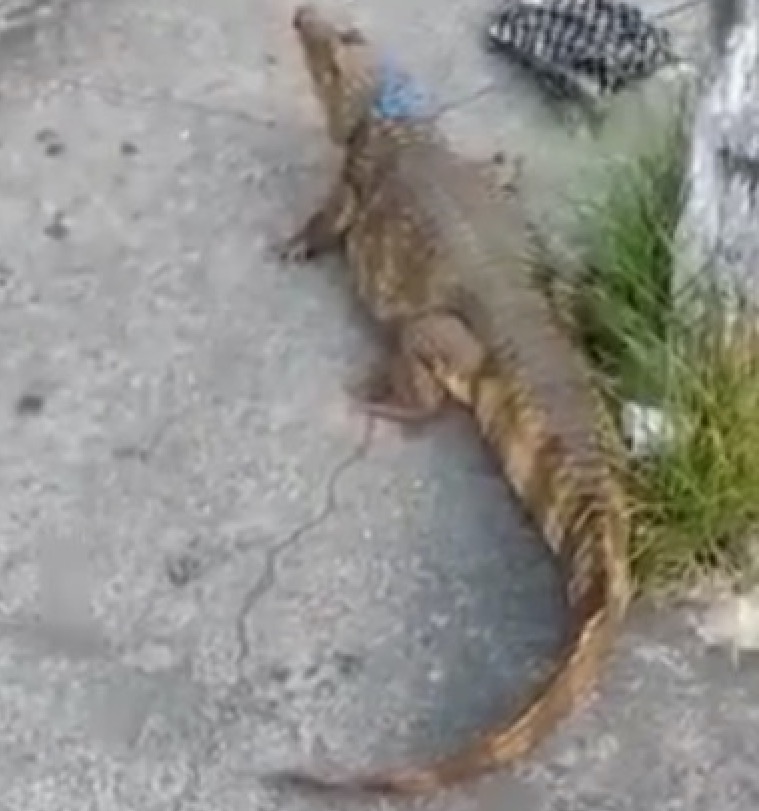 Jacaré é amarrado em poste no Centro de Manaus; vídeo