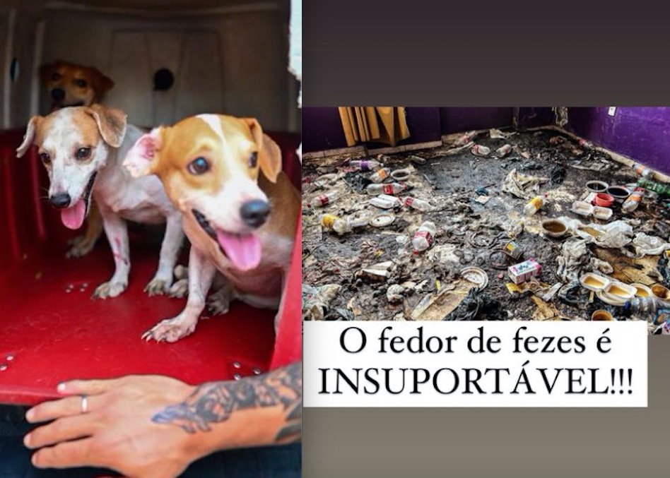 Mais 14 cachorros são resgatados de casa abandonada no Centro de Manaus