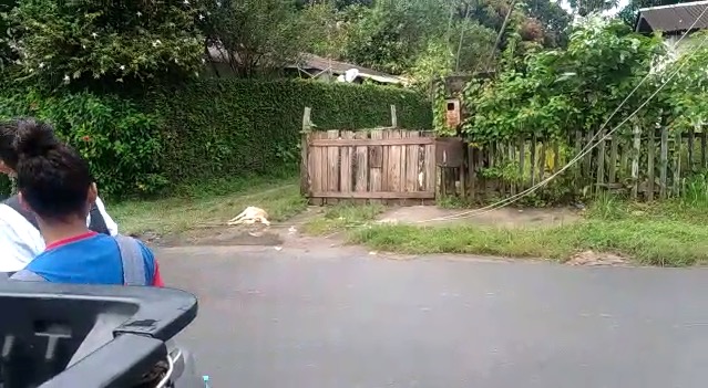 Cachorro é eletrocutado e evita morte de crianças após fio romper em Manaus