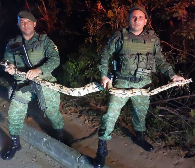 Cobra invade condomínio e é capturada pelo Batalhão Ambiental em Manaus