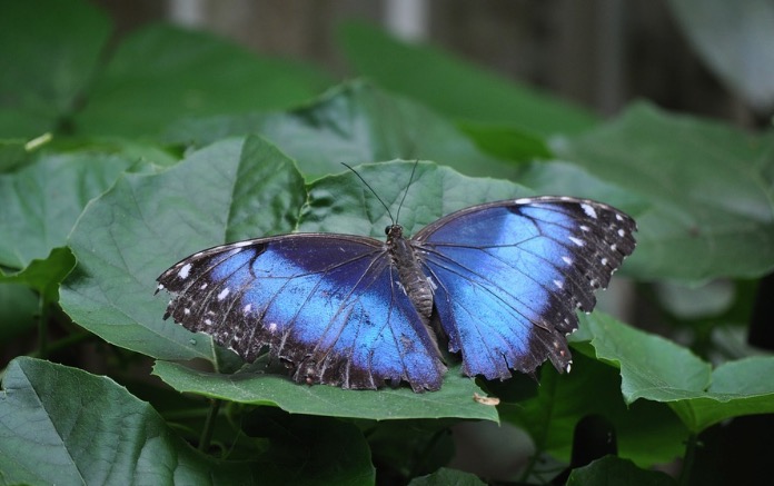 Museu da Amazônia inaugura Casa de Borboletas neste domingo