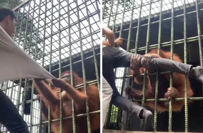 Homem se desespera ao ser agarrado por orangotango em zoológico; vídeo 