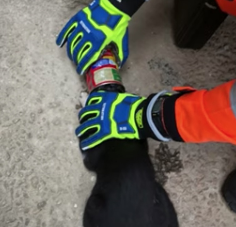 Gato fica com a cabeça presa em lata de Nescau 