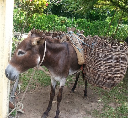 ONG faz campanha nacional para acabar com abate de jegues