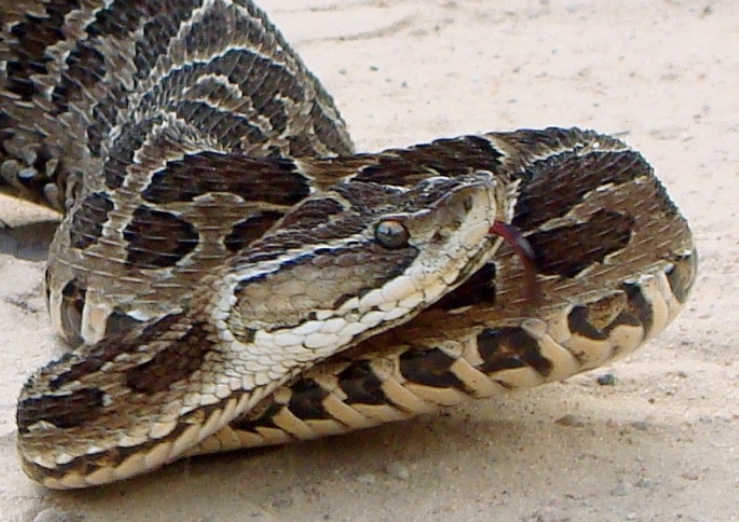 Idosa é picada por cobra jararaca e vai parar na UTI