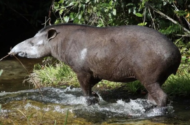 Anta atropelada por moto em MT se recupera e é solta em área de preservação