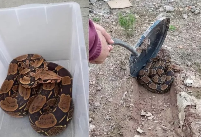 Jiboia de 2 metros é capturada em pátio de empresa