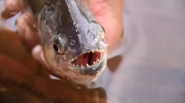 É possível ser devorado por piranhas? Entenda