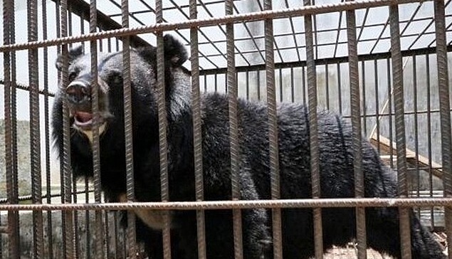 Mulher descobre que criava urso ao invés de cachorro após 2 anos 