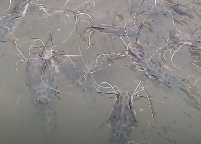 Pesca do peixe surubim passa a ser proibida no Brasil