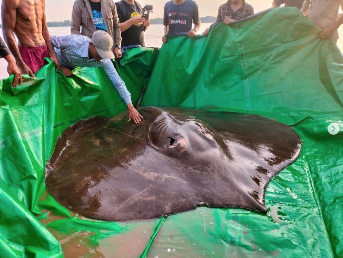 Raia gigante com cerca de 300 kg é encontrada em rio  