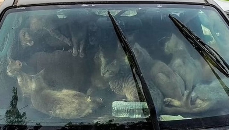 Polícia resgata 47 gatos que moravam em carro nos EUA