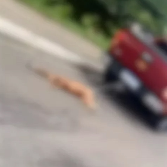 Laudo aponta que cadela arrastada por picape em Manaus ainda estava viva