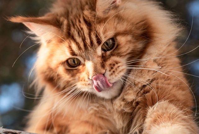 Mulher é devorada por seus 20 gatos de estimação na Rússia  