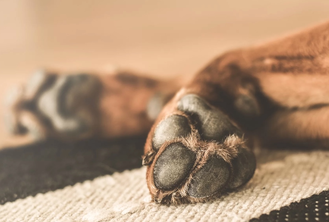 Homem será indenizado por veterinária que causou morte de cadela