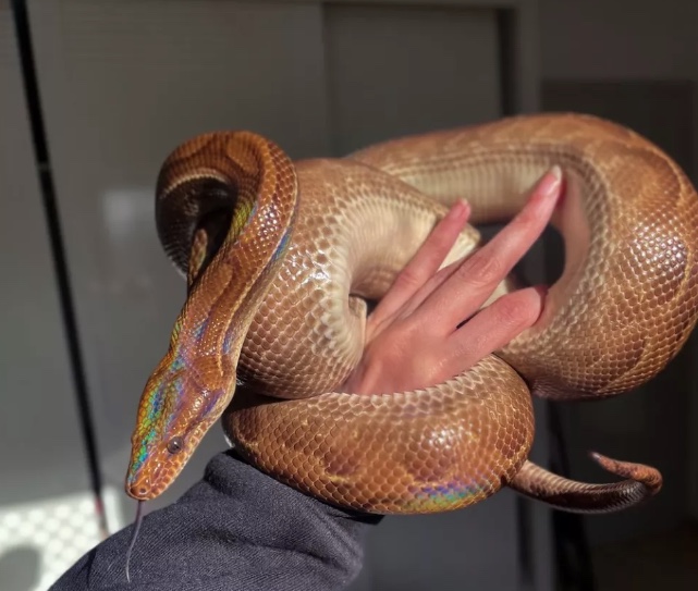 Mulher pede ajuda para encontrar cobra desaparecida; veja como ajudar