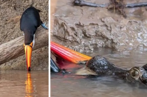 Tucano vai beber água em rio, mas acaba comido por jacaré