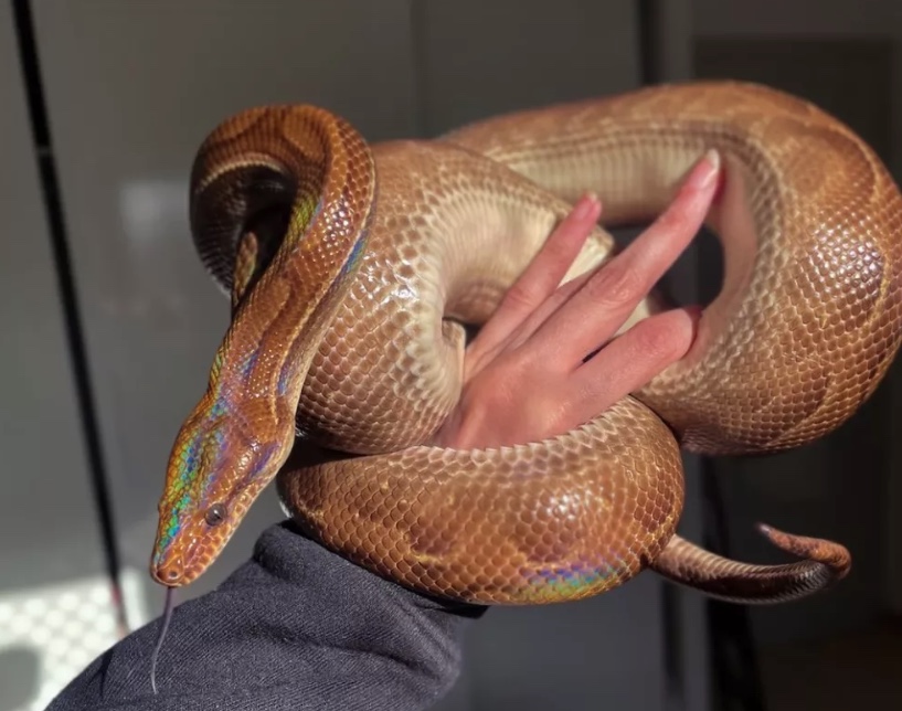 Mulher acha cobra dentro de fogão de casa: 'O Sylas foi encontrado'