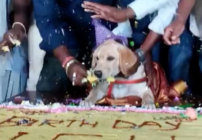 Cachorro ganha festa de aniversário com 5 mil convidados 