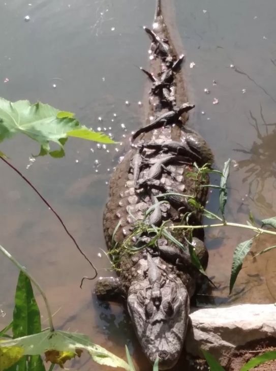 Jacaré fêmea é flagrada com 11 filhotes sobre ela durante banho de sol 