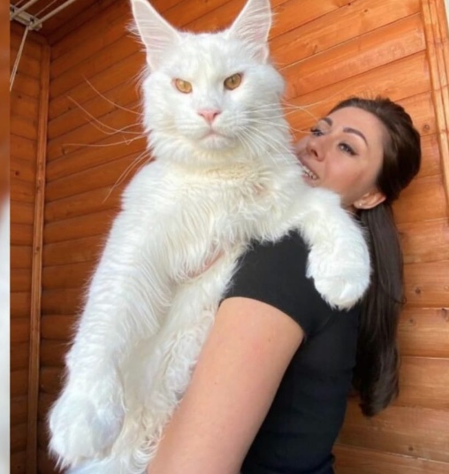 Gato gigante tem tamanho de criança de 2 anos e faz sucesso na internet