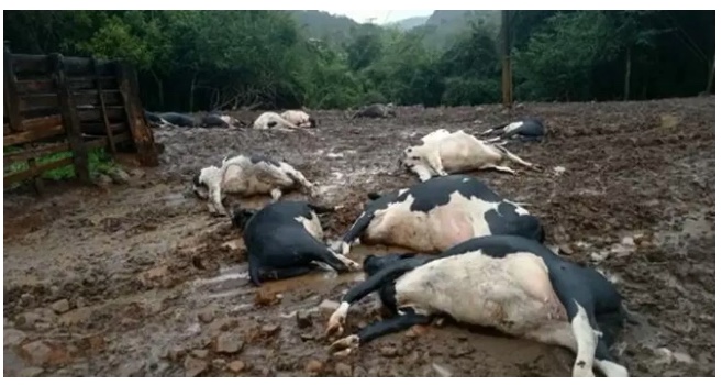 19 vacas leiteiras e peixes morrem após descarga elétrica em fazenda