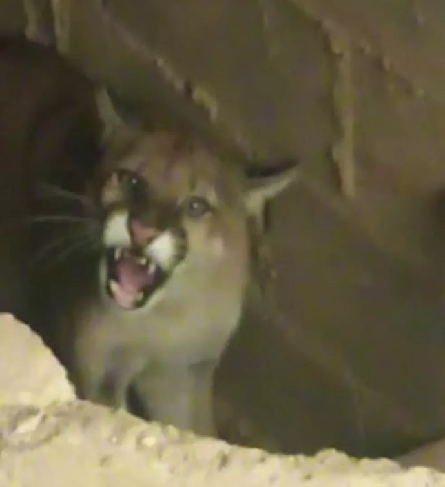 Onça invade hospital e resgate demora mais de duas horas