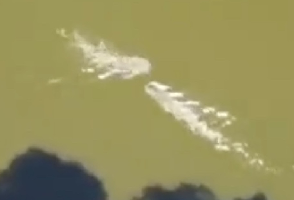 Vídeo: Jacaré de 3,5 metros abocanha triatleta e drone flagra tudo