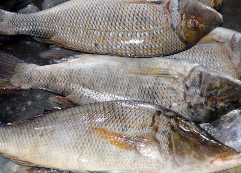 Semana do Pescado incentiva consumo de peixe no país