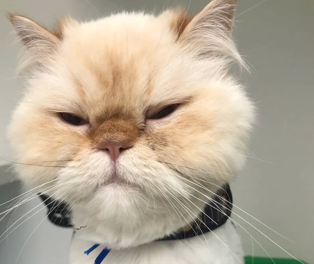 Gato precisa passar por cirurgia no Brasil após engolir 27 laços