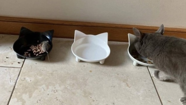 Gata ‘vegetariana’ viraliza por se tornar amiga e dividir comida com rato