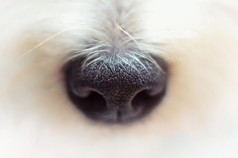 Mais de 50 cães podem ter morrido depois de comer petisco