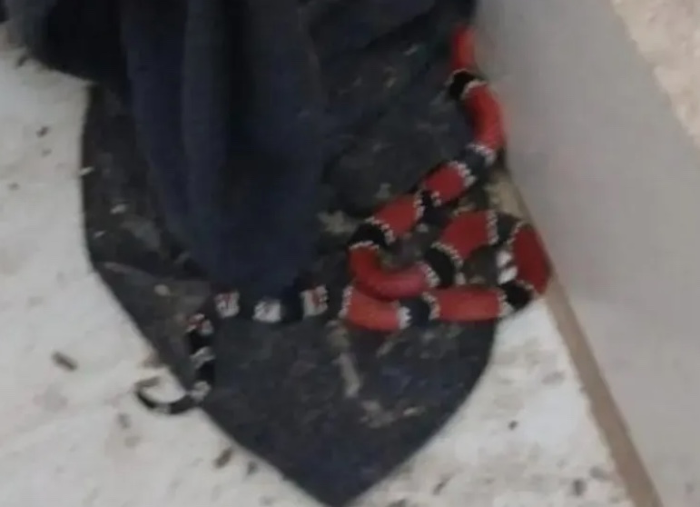 Homem encontra cobra mais venenosa do Brasil na sala de casa