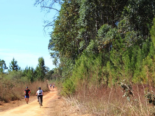 Bolsonaro sanciona lei que reduz 40% da Floresta Nacional de Brasília
