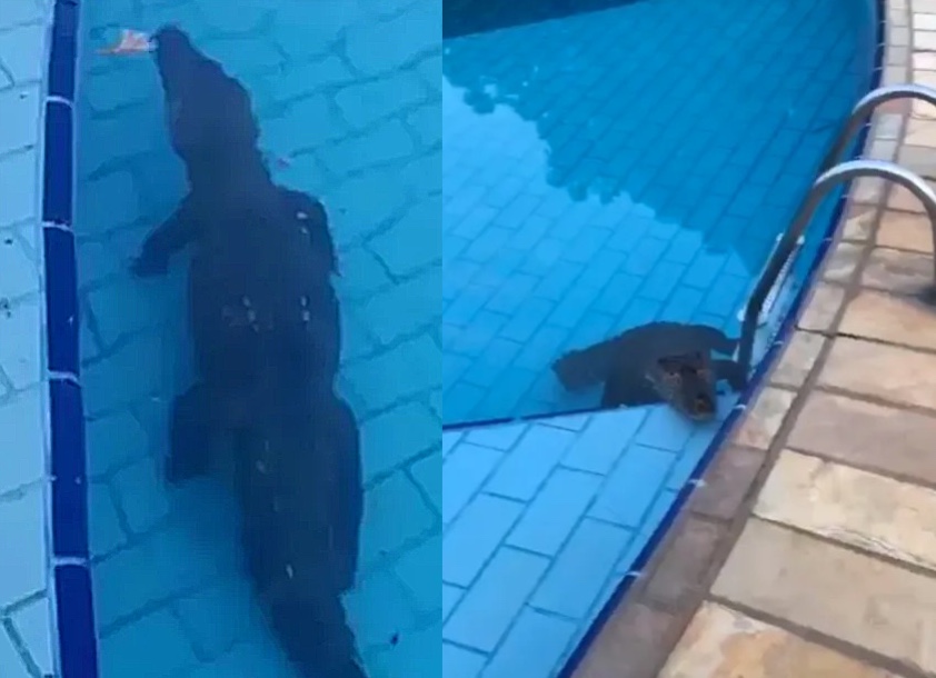 Vídeo mostra jacaré nadando em piscina de clube para se refrescar