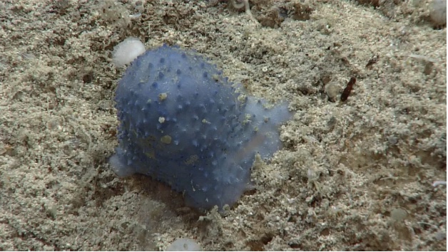 Criatura bizarra é encontrada em praia e choca pesquisadores