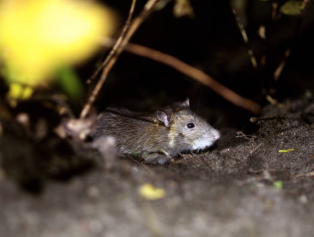 Menino de 11 anos morre por hantavirose após ser mordido por rato silvestre