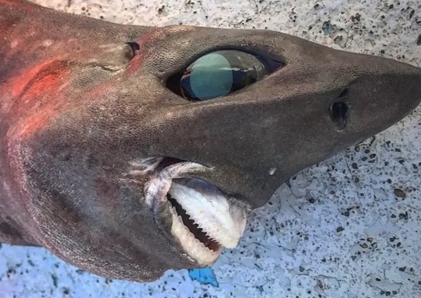 Com sorriso quase ‘humano’, tubarão bizarro é encontrado por pescador