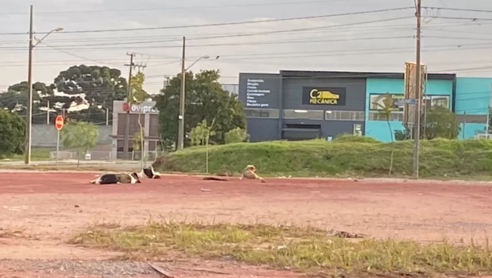 Homem é achado morto e polícia suspeita de ataque de cães em massa